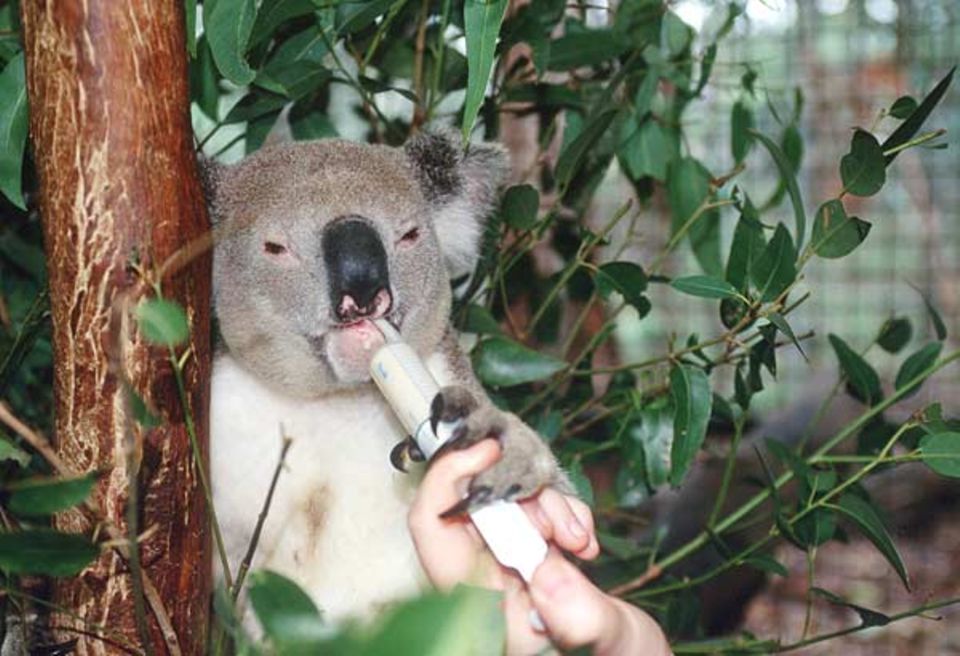 Tiere: Manche Koalas sind so geschwächt, dass sie mit einer Spritze ernährt werden müssen