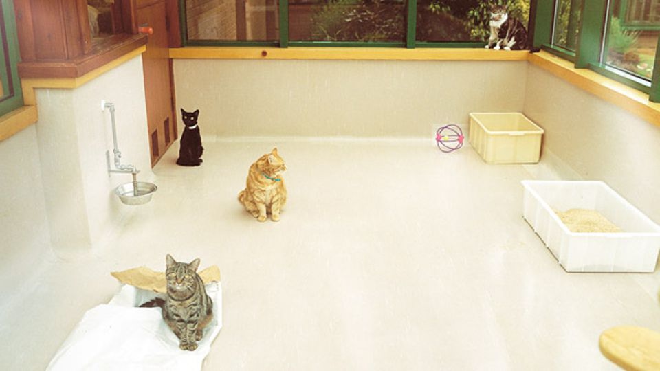 Während die Laborhunde regelmäßig im Freien herumtollen dürfen, treffen sich die Katzen nur in den Gemeinschaftsräumen.Denn eine in freier Natur selbst erlegte Maus könnte die Ergebnisse der ausgeklügelten Ernährungstests verfälschen