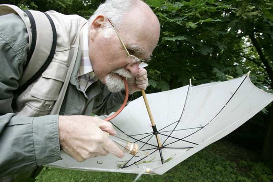 Der Käferkundler Joachim Schulze beim Einsammeln von Käfern in seinem Fangschirm
