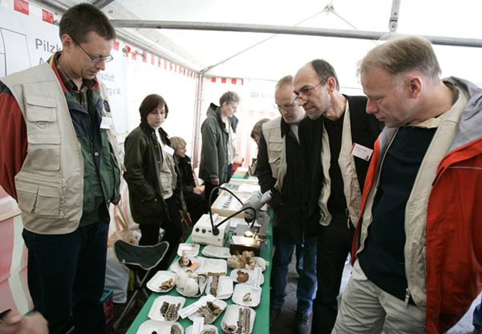 GEO-Chefredakteur Peter-Matthias Gaede und Bundesumweltminister Jürgen Trittin begutachten die von den Experten gesammelten Pilze GEO-Chefredakteur Peter-Matthias Gaede und Bundesumweltminister Jürgen Trittin begutachten die von den Experten gesammelten Pilze
