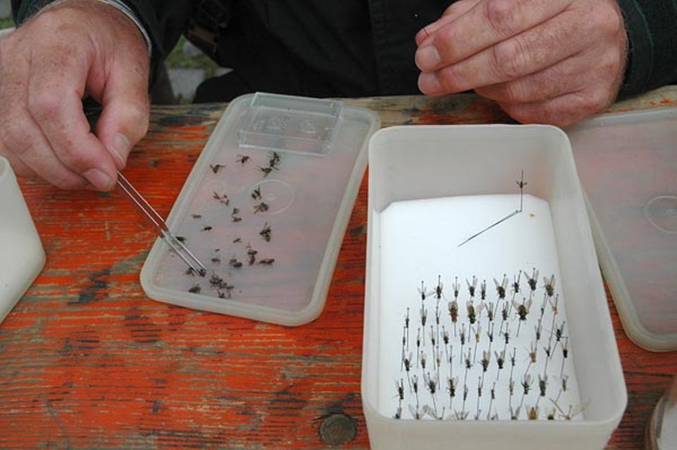 Der vielfältige Tagesfund von Dr. Joachim Ziegler. Um Insekten für längere Zeit aufzubewahren, müssen sie genadelt und getrocknet werden