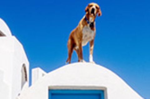 Wenn Hunde aus Südeuropa nach Deutschland reisen