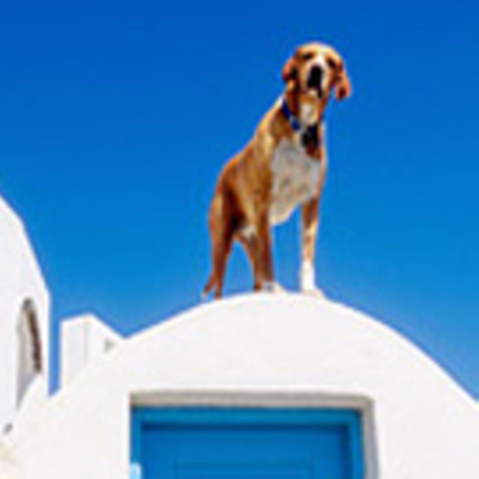 Wenn Hunde aus Südeuropa nach Deutschland reisen