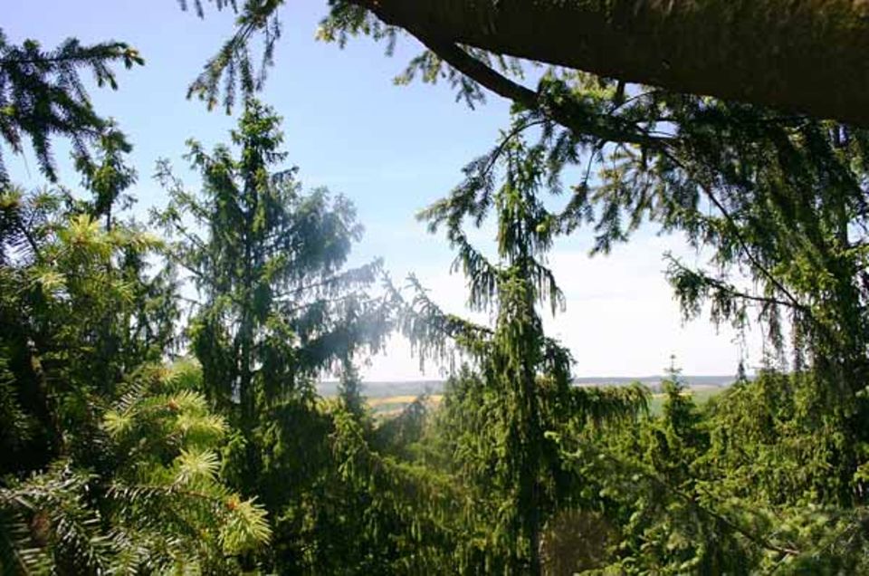 Dieser Ausblick aus dem Wipfel der Douglasie entschädigt jeden Treeclimber für all die Anstrengung