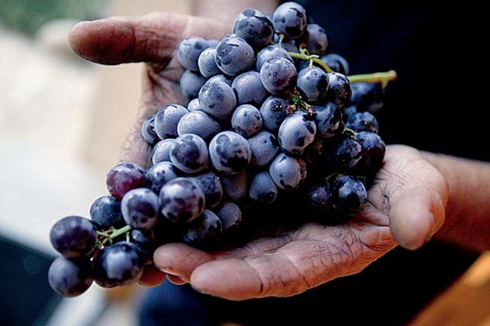 Edler Rohstoff: Weinlese im Luberon