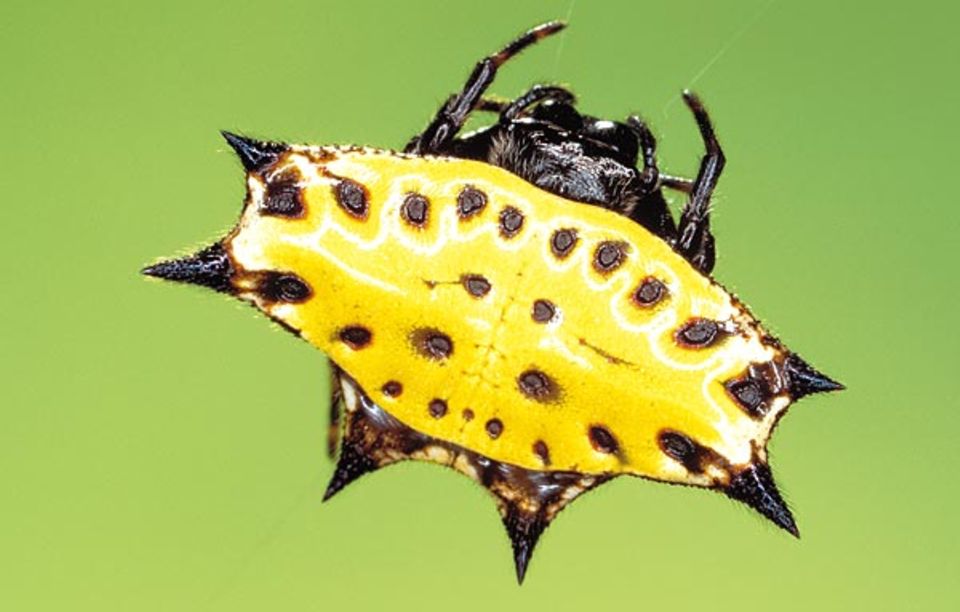 Lauern gehört zur Standardtaktik der Radnetzspinnen: die Stachelspinne Gasteracantha cancriformis Lauern gehört zur Standardtaktik der Radnetzspinnen: die Stachelspinne Gasteracantha cancriformis