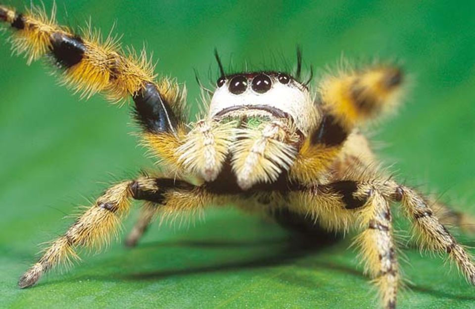 Wie bei anderen Springspinnen auch sind bei Phidippus otiosus die acht großen Augen das hervorstechende Merkmal Wie bei anderen Springspinnen auch sind bei Phidippus otiosus die acht großen Augen das hervorstechende Merkmal