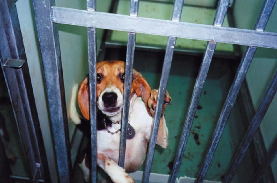 Tierversuche: Beagles eignen sich für Tierversuche besonders, weil sie Schmerzen geduldig ertragen