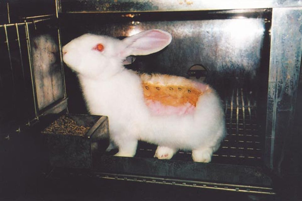 Tierversuche: Diesem Kaninchen wurde eine ätzende Chemikalie auf den geschorenen Rücken aufgetragen