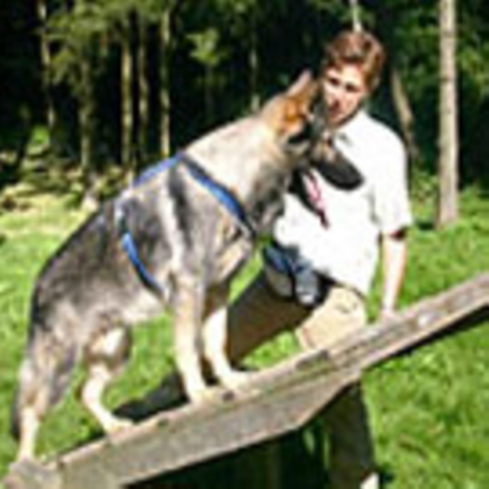 Beruf: Hundetrainer/in