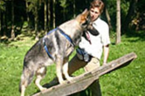 Beruf: Hundetrainer/in