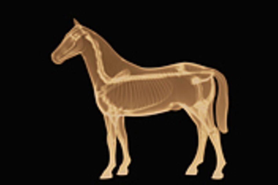 Beruf: Tierarzt/Tierärztin