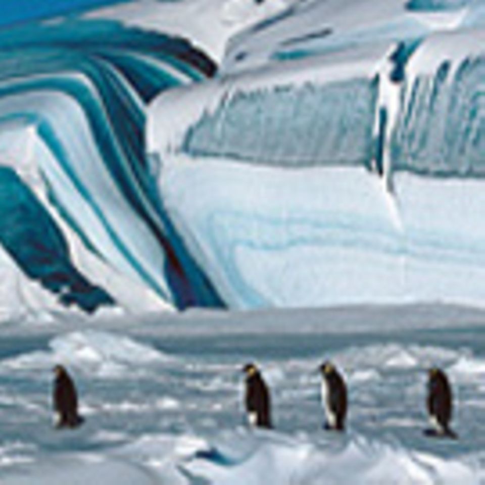 Die Reise der Pinguine - Fotoshow