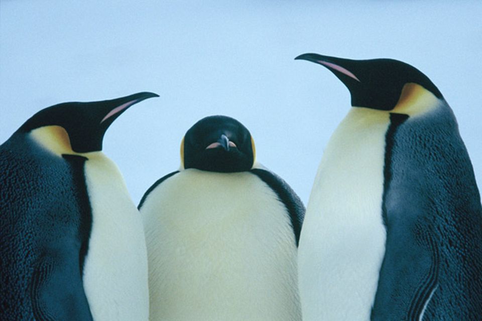 Die Reise der Pinguine - Fotoshow