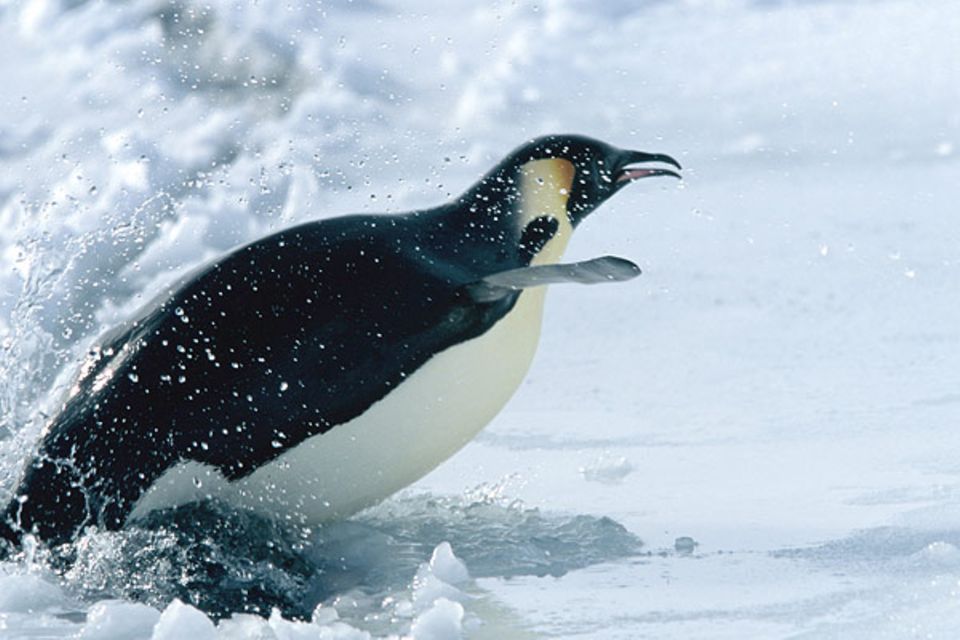 Die Reise der Pinguine - Fotoshow