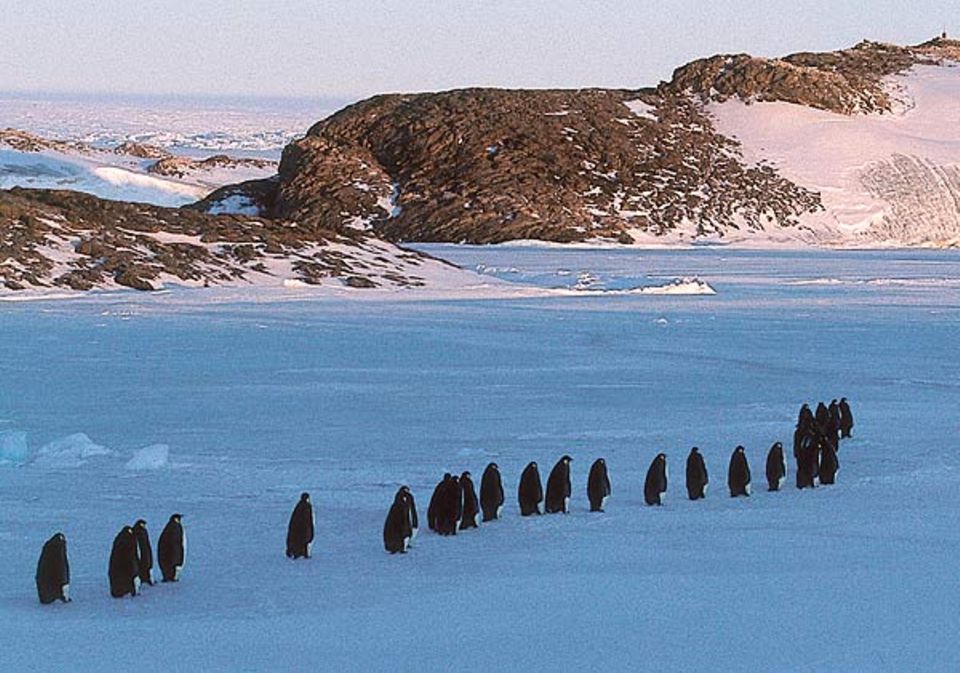 Die Reise der Pinguine - Fotoshow