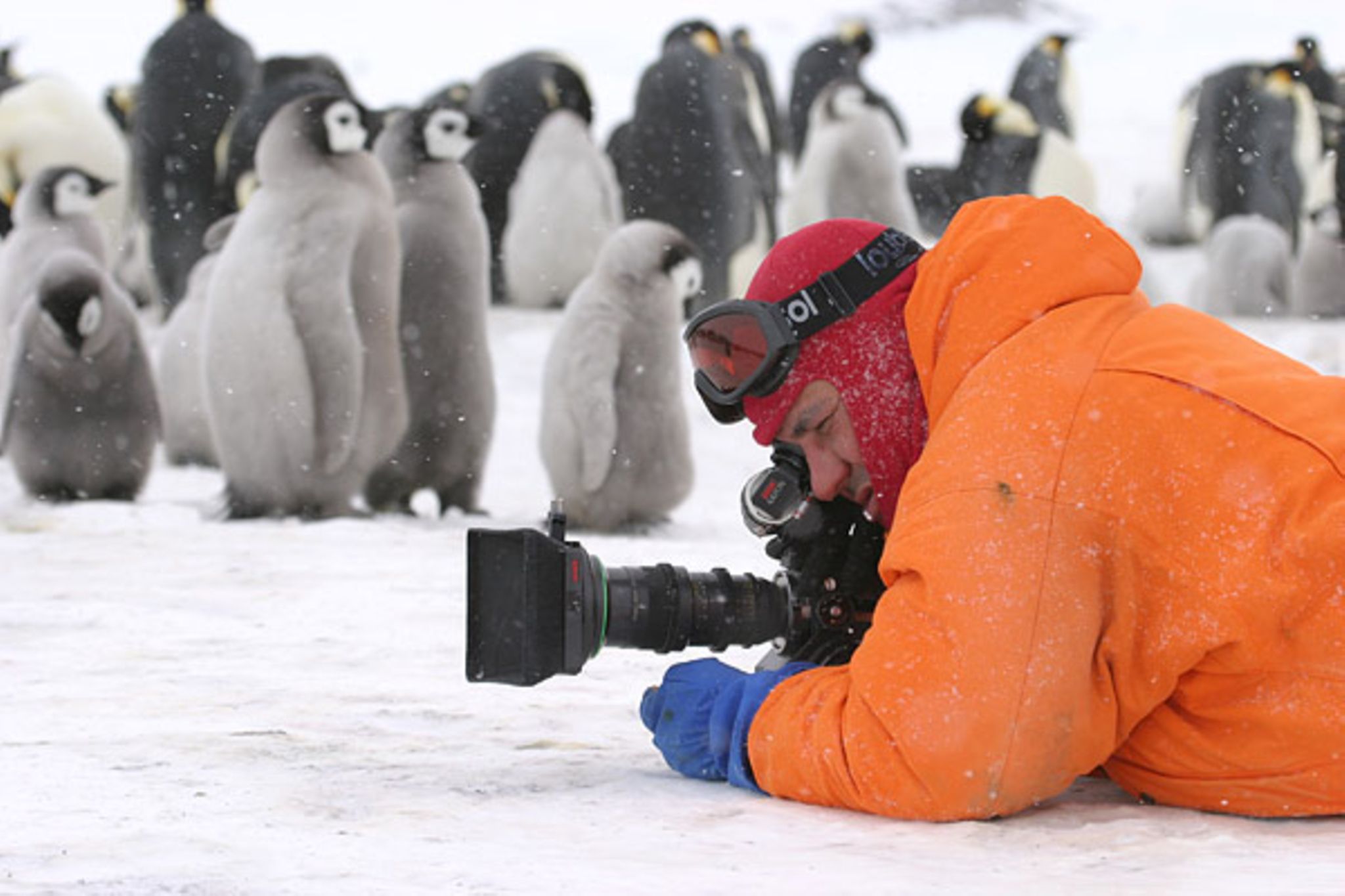 Kinotipp: Die Reise der Pinguine - [GEOLINO]
