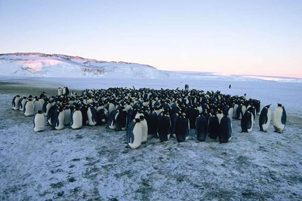 Die Pinguinmännchen kuscheln sich ganz dicht aneinander - so ist es wärmer