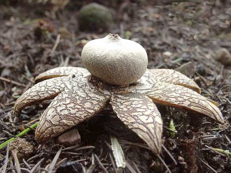 Der Wetterstern, Astraeus hygrometricus, ist Pilz des Jahres 2005 Der Wetterstern, Astraeus hygrometricus, ist Pilz des Jahres 2005