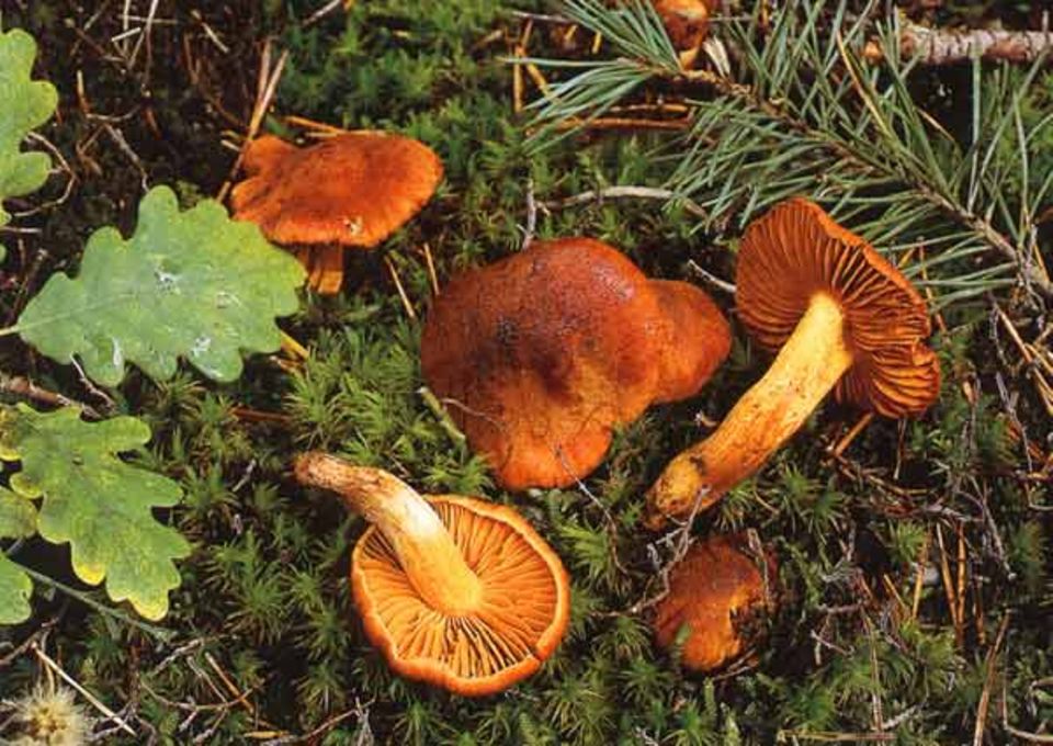 Der Orangefuchsige Rauhkopf, Cortinarius orellanus, ist Pilz des Jahres 2002 Der Orangefuchsige Rauhkopf, Cortinarius orellanus, ist Pilz des Jahres 2002