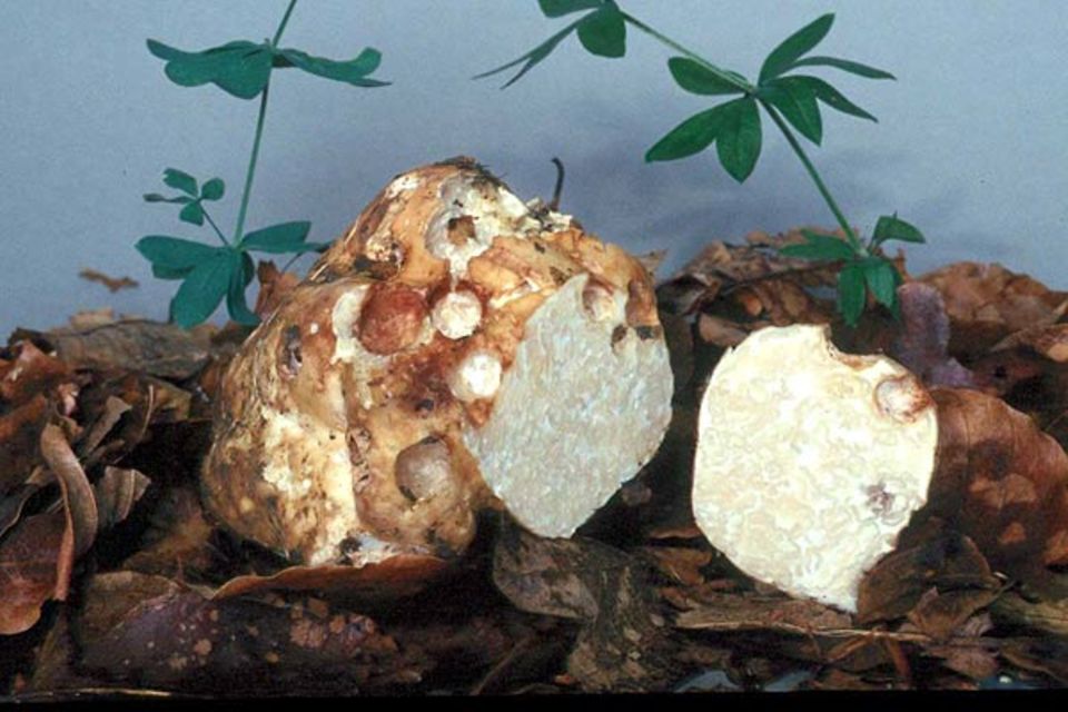 Mäandertrüffel, Choiromyces maeandriformis Vittadini, ist Pilz des Jahres 2001 Mäandertrüffel, Choiromyces maeandriformis Vittadini, ist Pilz des Jahres 2001