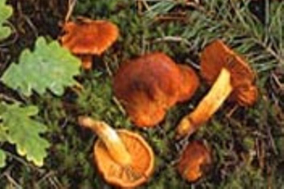 Pilze: Wetterstern und Hausschwamm - Was sind das für Pilze?
