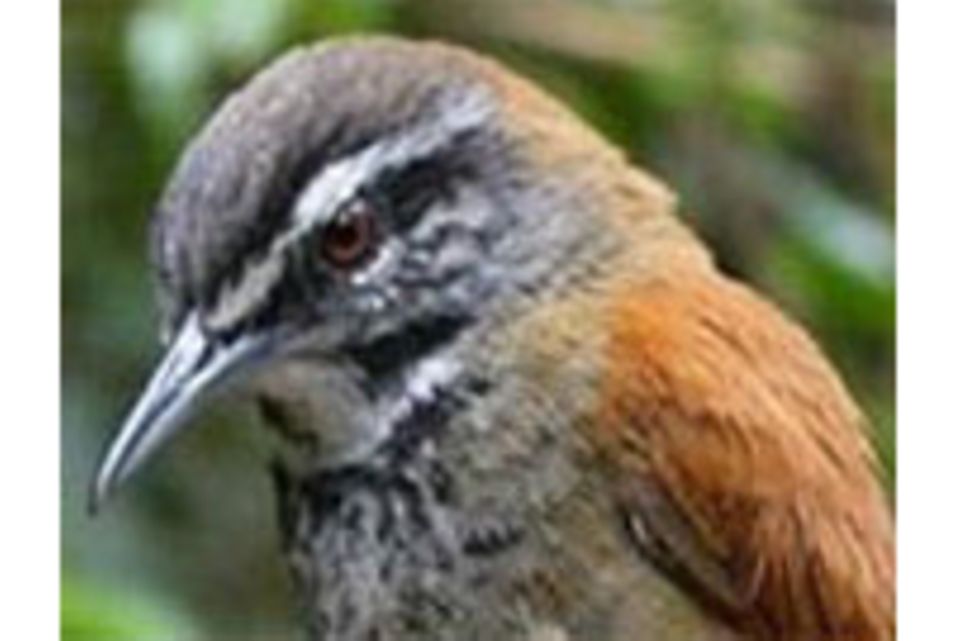 Musik: Die Sinfonie der Vögel