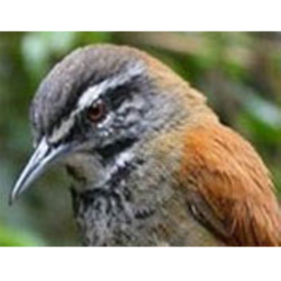 Musik: Die Sinfonie der Vögel