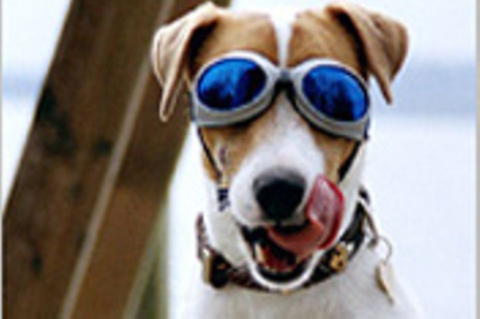 Ganz schön cool: Hunde mit Brillen