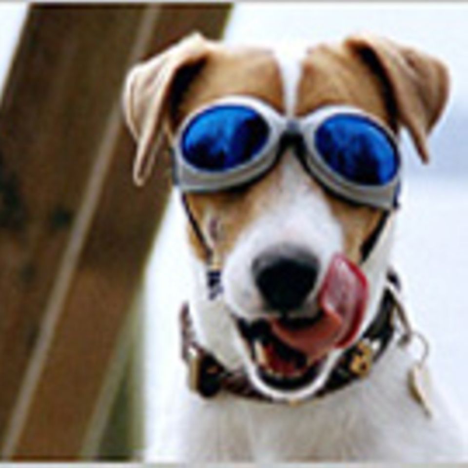 Ganz schön cool: Hunde mit Brillen