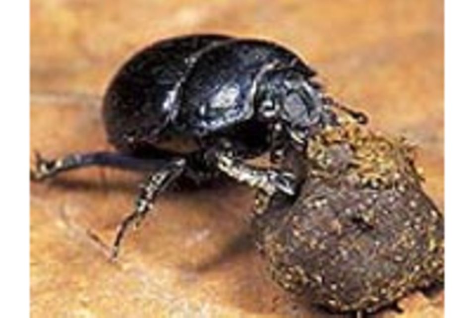 Bodenkunde: Der Zoo im Erdgeschoss