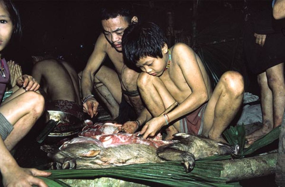 Sarawak, Borneo: Ein zehnjähriger Junge vom Volk der Penan zerteilt mit dem Messer ein Wildschwein - unter Anleitung seines Vaters, der die Beute mit seinem Blasrohr erlegt hat. Die Waldnomaden leben in schnell und einfach errichteten Baumhäusern Sarawak, Borneo: Ein zehnjähriger Junge vom Volk der Penan zerteilt mit dem Messer ein Wildschwein - unter Anleitung seines Vaters, der die Beute mit seinem Blasrohr erlegt hat. Die Waldnomaden leben in schnell und einfach errichteten Baumhäusern