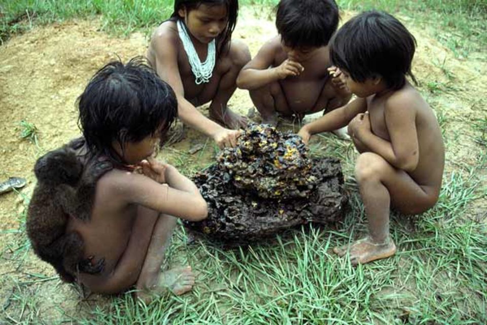 Rio Cononaco, Ecuador: Fünfjährige Kinder vom Indianervolk der Huaorani haben ein Wildbienen-Nest von einem Baum heruntergeholt und klauben mit den Fingern den süßen Honig heraus - ein Leckerbissen. Der junge Brüllaffe auf dem Rücken des Jungen ist dessen ständiger Begleiter Rio Cononaco, Ecuador: Fünfjährige Kinder vom Indianervolk der Huaorani haben ein Wildbienen-Nest von einem Baum heruntergeholt und klauben mit den Fingern den süßen Honig heraus - ein Leckerbissen. Der junge Brüllaffe auf dem Rücken des Jungen ist dessen ständiger Begleiter