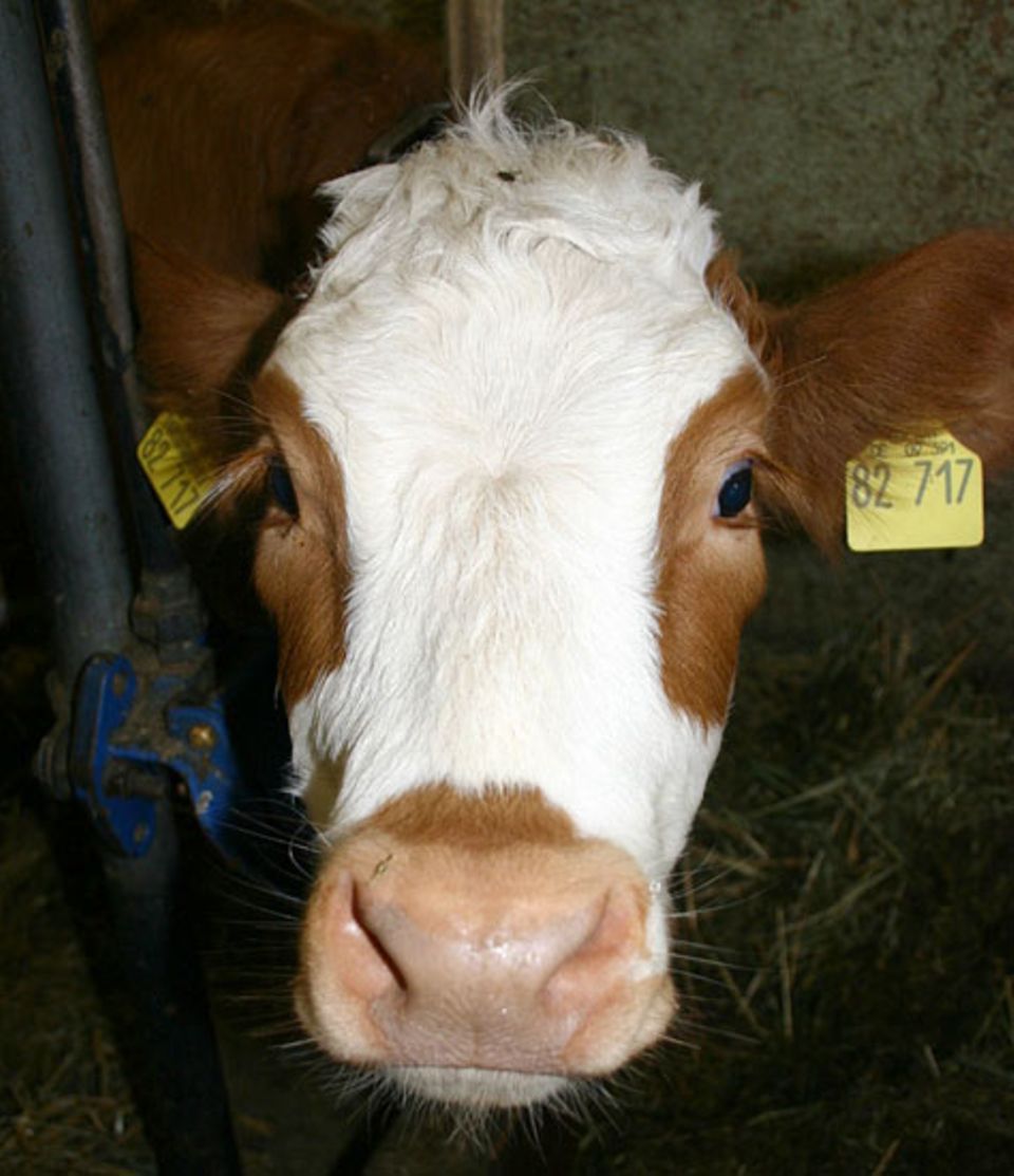 Beruf: Drei Mal am Tag gibt es für Flecki, Liliput und Co einen Liter Milch aus einem Eimer mit Riesennuckel