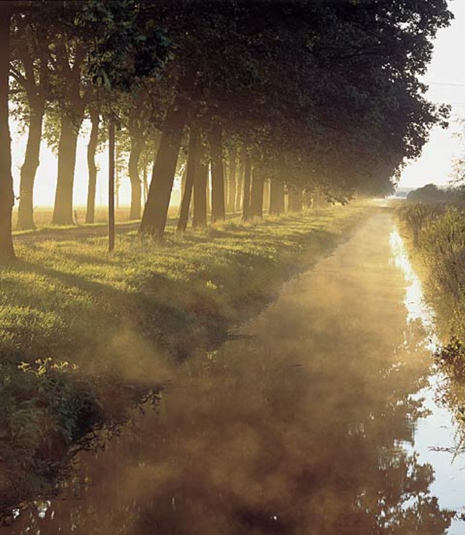 Alleebäüume an kaum befahrenen Straßen, Nebel steigt von den Gräben auf - das Oderbruch ist eine Landschaft voller Melancholie Alleebäüume an kaum befahrenen Straßen, Nebel steigt von den Gräben auf - das Oderbruch ist eine Landschaft voller Melancholie