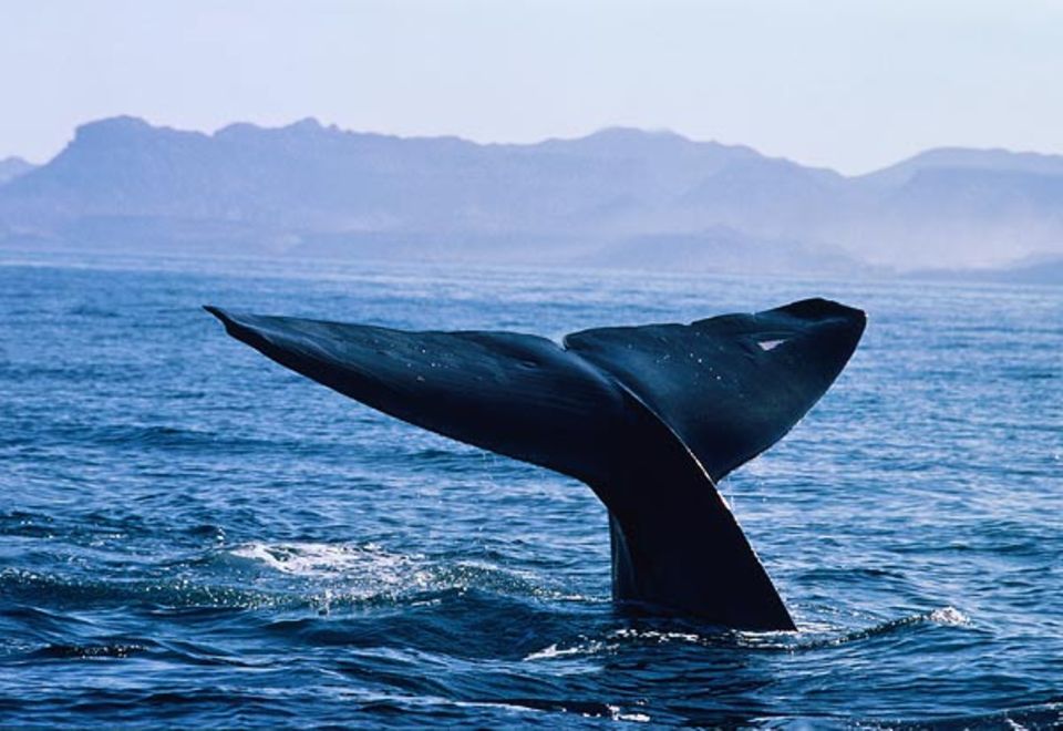 Majestätisch hebt sich die Fluke eines Blauwals beim Abtauchen aus dem Wasser