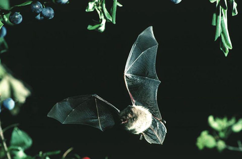 Eine griechische Nymphenfledermaus auf der Futtersuche Eine griechische Nymphenfledermaus auf der Futtersuche