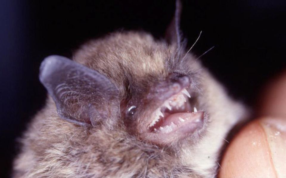 Mit seinen scharfen Zähnen kann der wehrhafte Winzling nur Insekten gefährlich werden Mit seinen scharfen Zähnen kann der wehrhafte Winzling nur Insekten gefährlich werden