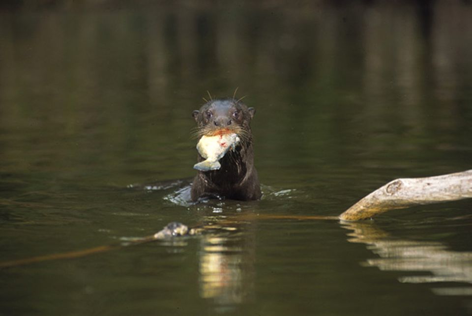 Riesenotter vergreifen sich nur selten an Piranhas. Dieser hier hatte weniger Glück Riesenotter vergreifen sich nur selten an Piranhas. Dieser hier hatte weniger Glück