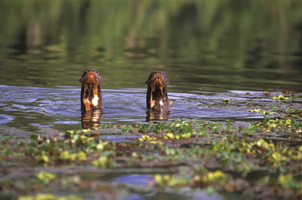 Ein Riesenotter-Paar inspiziert einen Eindringling am Otorongo-See. "Periskopieren" nennen das die Fachleute