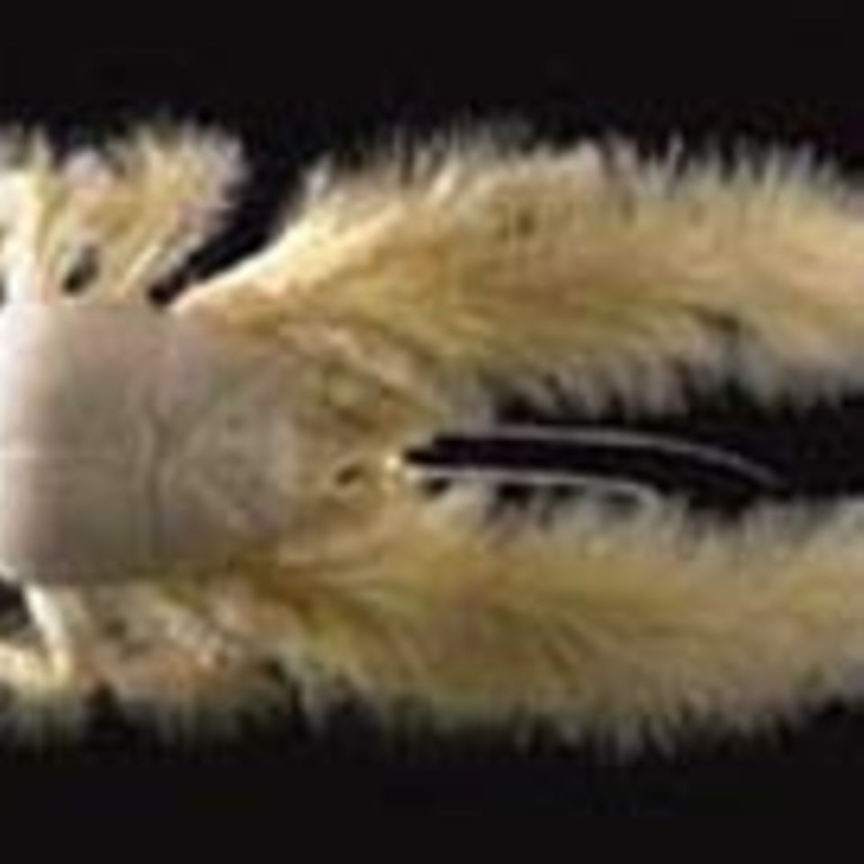 Neues Krustentier in der Tiefsee entdeckt