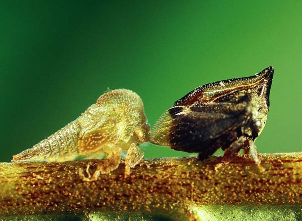 Tritropidia und Anverwandte wissen sich zu wehren: Droht ihnen oder den hellen Larven Gefahr, ... Tritropidia und Anverwandte wissen sich zu wehren: Droht ihnen oder den hellen Larven Gefahr, ...