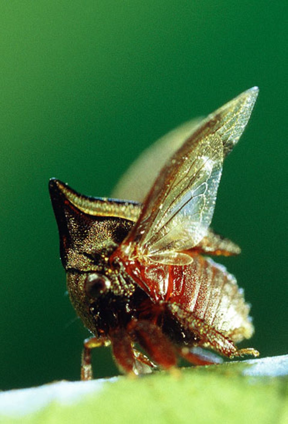 ... schlagen sie mit den Flügeln, recken das Stirnschild nach oben und kicken mit ihren muskulösen Vorderbeinen nach dem Angreifer ... schlagen sie mit den Flügeln, recken das Stirnschild nach oben und kicken mit ihren muskulösen Vorderbeinen nach dem Angreifer