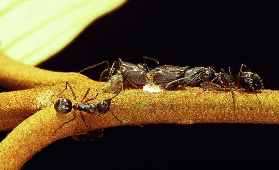 Gut Freund ist die Tritropidia hingegen mit Ameisen: Am zuckrigen Zirpenkot naschend, halten diese die bewohnten Zweige sauber und schützen die Brut, solange die Zirpen-Mütter ausgeflogen sind