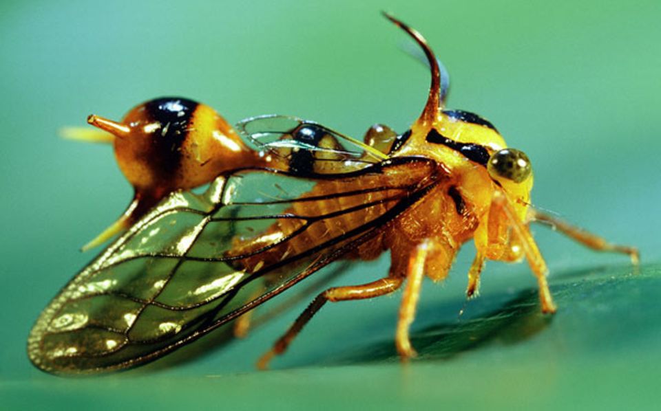 In perfekter Mimikry ahmt die Gattung Heteronotus Wespen nach. Auf den Verzehr dieser Zirpen verzichten selbst hungrige Vögel. Beißt doch mal einer zu, verderben ihm spätestens die spitzen Stacheln den Appetit In perfekter Mimikry ahmt die Gattung Heteronotus Wespen nach. Auf den Verzehr dieser Zirpen verzichten selbst hungrige Vögel. Beißt doch mal einer zu, verderben ihm spätestens die spitzen Stacheln den Appetit