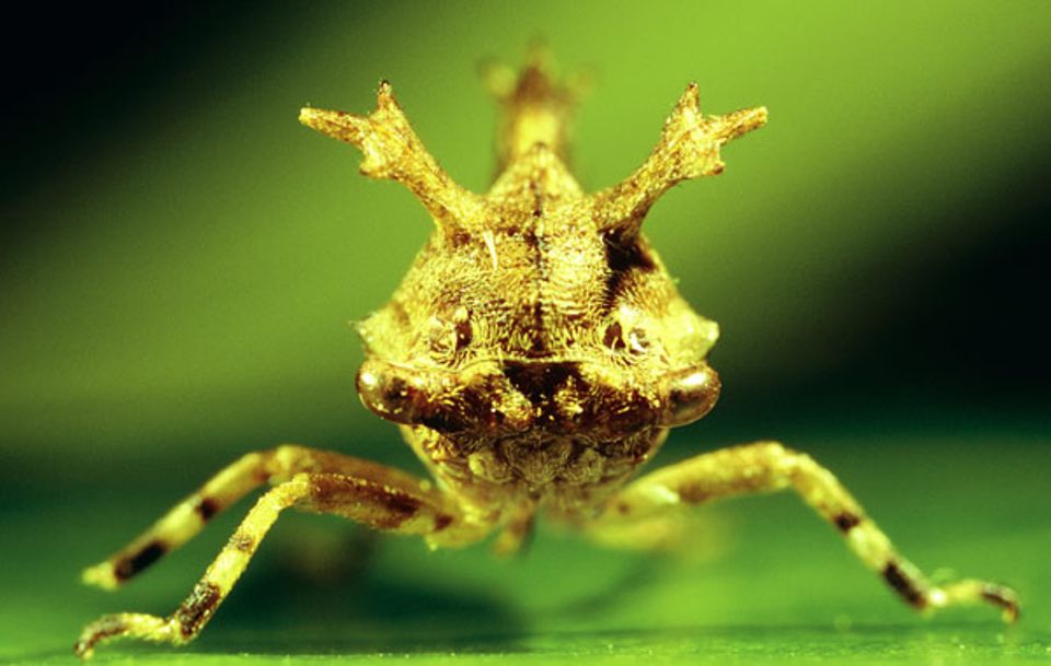 Über die Lebensweise der behaarten Zirpengattung Smerdalea ist nichts weiter bekannt, obwohl sie schon 1896 erstmals systematisch beschrieben wurde Über die Lebensweise der behaarten Zirpengattung Smerdalea ist nichts weiter bekannt, obwohl sie schon 1896 erstmals systematisch beschrieben wurde