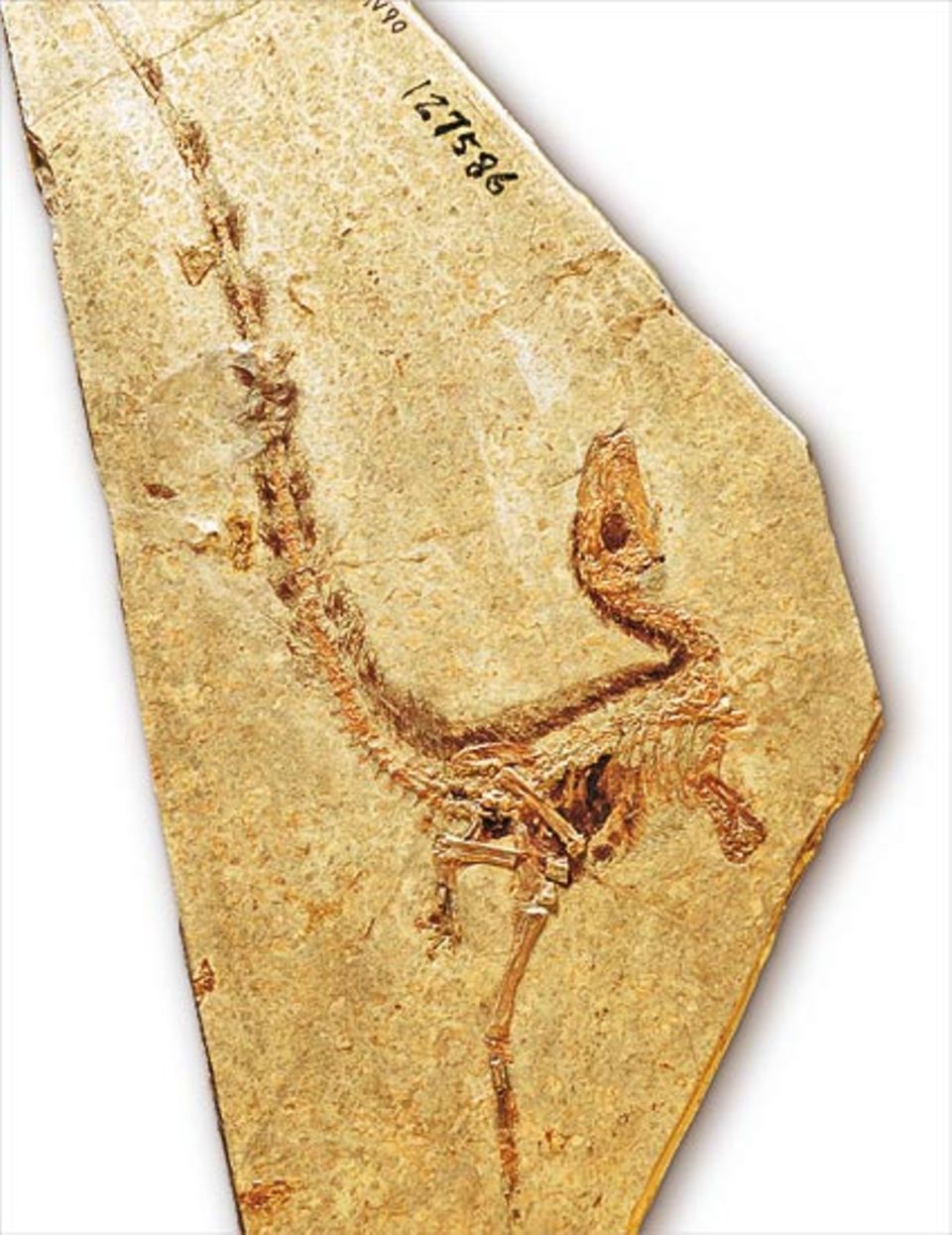 "Erste chinesiche Drachenfeder" wurde der hühnergroße, einst auf zwei Beinen rennende Raubsaurier getauft "Erste chinesiche Drachenfeder" wurde der hühnergroße, einst auf zwei Beinen rennende Raubsaurier getauft