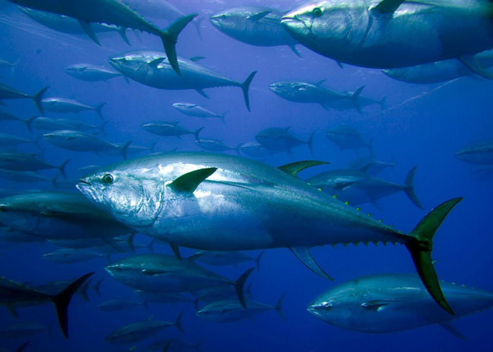 Der gefährdete Blauflossen-Thunfisch (Thunnus thynnus) im Mittelmeer