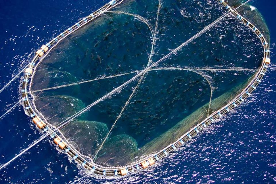 Der vor der libyschen Küste gefangene Thunfischschwarm kreist während des Transports ständig im Netz