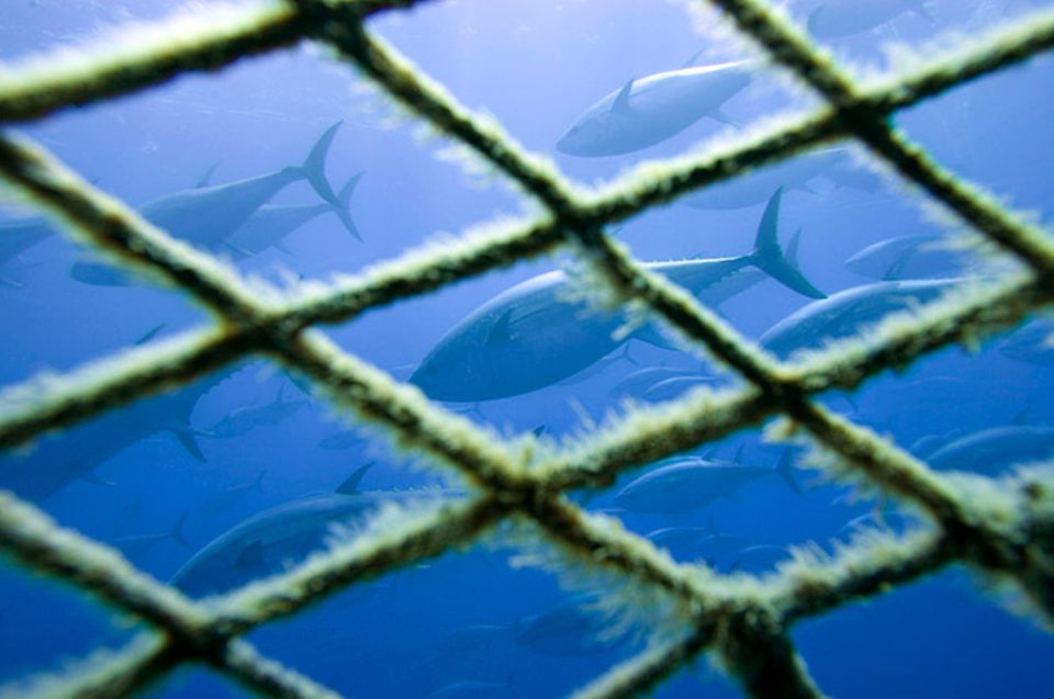 Ein Schwarm Blauflossen-Thunfische, eingefangen im Transportnetz, wird zu einer sizilianischen Thunfisch-Farm geschleppt
